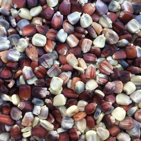 Kentucky Rainbow Dent, Corn Seed image number null